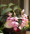 Malaysian Orchid